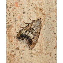 /filer/webapps/moths/media/images/P/parva_Hypotacha_A_Roland_01.jpg
