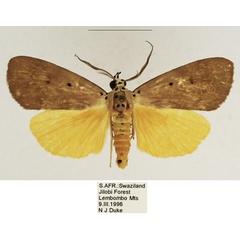 /filer/webapps/moths/media/images/A/aganais_Sommeria_AM_TMSA_01.jpg