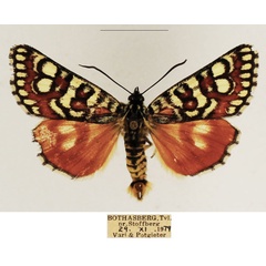 /filer/webapps/moths/media/images/F/festiva_Brephos_AM_TMSA_02.jpg