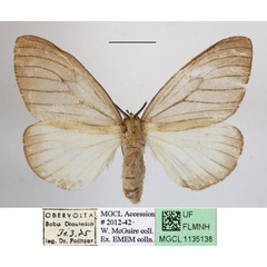 /filer/webapps/moths/media/images/P/promelaena_Stracena_AF_MGCLa_04.JPG