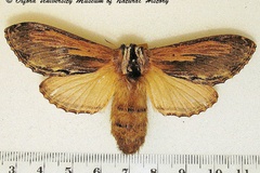 Braura truncatum
