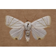 /filer/webapps/moths/media/images/C/convergens_Leoniloma_A_Butler.jpg