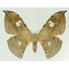 /filer/webapps/moths/media/images/V/vestigiata_Orthogonioptilum_AF_Basquin.jpg