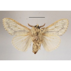 /filer/webapps/moths/media/images/C/cangia_Griveaudyria_AM_MGCLb_01.JPG