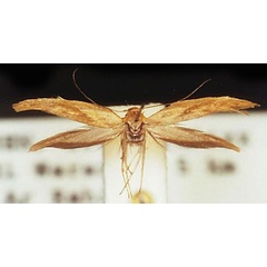 /filer/webapps/moths/media/images/B/bispinella_Scythris_HT_ZMUC.jpg