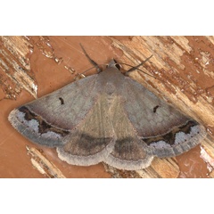 /filer/webapps/moths/media/images/A/annexa_Plecoptera_A_Heyns_01.jpg