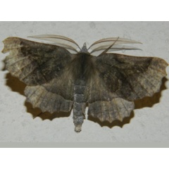 /filer/webapps/moths/media/images/D/determinata_Drepanogynis_A_Grobler_01.jpg
