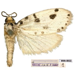 /filer/webapps/moths/media/images/P/pulchella_Plumana_AM_MNHN.jpg