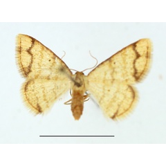 /filer/webapps/moths/media/images/I/indularia_Lomographa_AF_TMSA.jpg