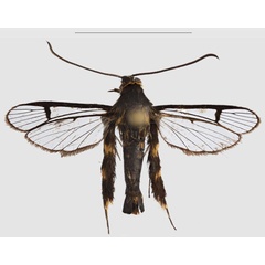 /filer/webapps/moths/media/images/Z/zebracox_Crinitus_HT_SMNSa.jpg