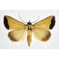 /filer/webapps/moths/media/images/S/subflavalis_Phytometra_AM_NHMO.jpg