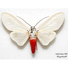 /filer/webapps/moths/media/images/L/leucoptera_Amerila_AF_Legrain.jpg