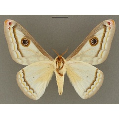 /filer/webapps/moths/media/images/V/vingerhoedti_Heniocha_HT_RBINS_02.jpg