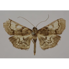 /filer/webapps/moths/media/images/M/mesoleucalis_Syllepte_HT_BMNH.jpg