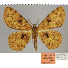 /filer/webapps/moths/media/images/C/cellularis_Colocleora_HT_ZSMa.jpg