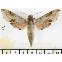 /filer/webapps/moths/media/images/M/moorei_Hippotion_AM_SMCR.jpg