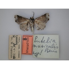 /filer/webapps/moths/media/images/M/musicalis_Eutelia_HT_RMCA_02.jpg