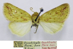 Oncotibialis flava