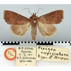 /filer/webapps/moths/media/images/C/cupricolora_Perigea_HT_BMNH.jpg