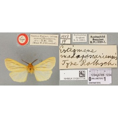 /filer/webapps/moths/media/images/M/madagascariensis_Estigmene_HT_BMNHa.jpg