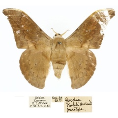 /filer/webapps/moths/media/images/K/kahli_Orthogonioptilum_PT_CMP_01.jpg