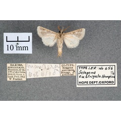 /filer/webapps/moths/media/images/E/eustrigata_Salagena_ST_OUMNH_02.jpg