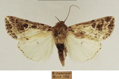 Leucania ruptilinea