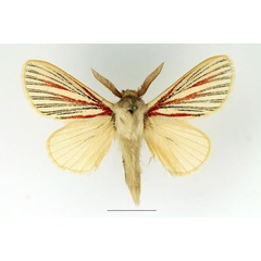 /filer/webapps/moths/media/images/N/nigrolineata_Grammodora_AM_Basquin_01.jpg