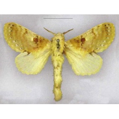 /filer/webapps/moths/media/images/M/maculata_Odontocheilopteryx_PLT_MfN.jpg
