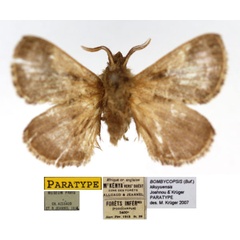 /filer/webapps/moths/media/images/K/kikuyuensis_Bombycopsis_PTM_MNHN.jpg