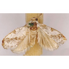 /filer/webapps/moths/media/images/S/scalifera_Trymalitis_HT_SAMC.jpg