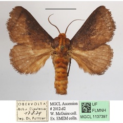 /filer/webapps/moths/media/images/P/pyrosomoides_Teinorhyncha_A_MGCLa_02.JPG