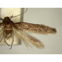 /filer/webapps/moths/media/images/A/albitergis_Ascalenia_A_TMSA_01.jpg