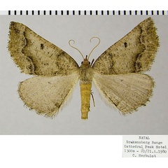 /filer/webapps/moths/media/images/V/vara_Drepanogynis_AF_ZSMa.jpg