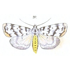 /filer/webapps/moths/media/images/S/spilosoma_Sommeria_Felder_106_20.jpg