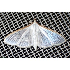 /filer/webapps/moths/media/images/V/vitrealis_Palpita_A_Bippus.jpg