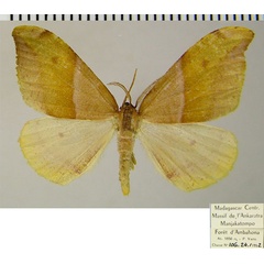 /filer/webapps/moths/media/images/A/aetionaria_Hylemera_AM_ZSM.jpg