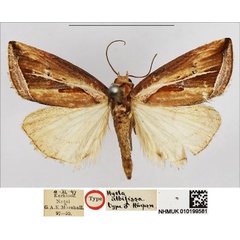 /filer/webapps/moths/media/images/A/albifissa_Hyela_HT_NHMUK.jpg