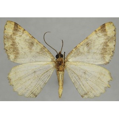 /filer/webapps/moths/media/images/E/emunctaria_Xylopteryx_AM_ZSMb.jpg