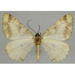 /filer/webapps/moths/media/images/E/emunctaria_Xylopteryx_AM_ZSMb.jpg