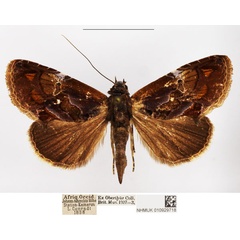 /filer/webapps/moths/media/images/B/barbata_Hypodeva_AM_NHMUK_02.jpg