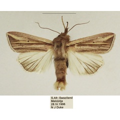 /filer/webapps/moths/media/images/T/tincta_Mythimna_AM_TMSA_02.jpg