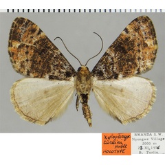 /filer/webapps/moths/media/images/T/turlini_Xylopteryx_HT_ZSMa.jpg