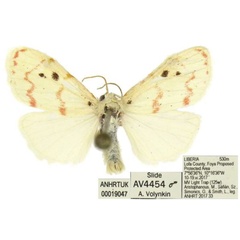 /filer/webapps/moths/media/images/S/smithi_Cyana_PTM_ANHRT_02.jpg