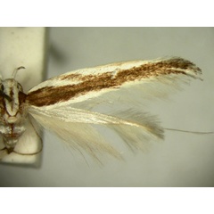 /filer/webapps/moths/media/images/C/caulota_Labdia_HT912_TMSA_02.jpg