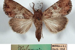 Omphalestra mediolacteata