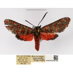 /filer/webapps/moths/media/images/S/sternecki_Arniocera_A_NHMUK_03.jpg
