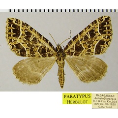 /filer/webapps/moths/media/images/C/chrysographa_Parortholitha_PTF_ZSM.jpg