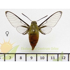 /filer/webapps/moths/media/images/T/trochilus_Cephonodes_AF_SMCR.jpg