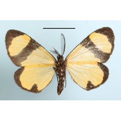 /filer/webapps/moths/media/images/O/ochroptera_Terina_MGCLb_01.JPG